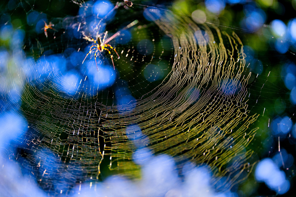 蜘蛛の巣アート＠自然が織りなす造形美