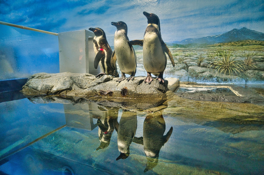 なんでやねん！ペンギン＠新江ノ島水族館