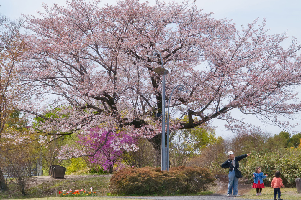 桜風景「娘よ大志を抱け？」昭和記念公園