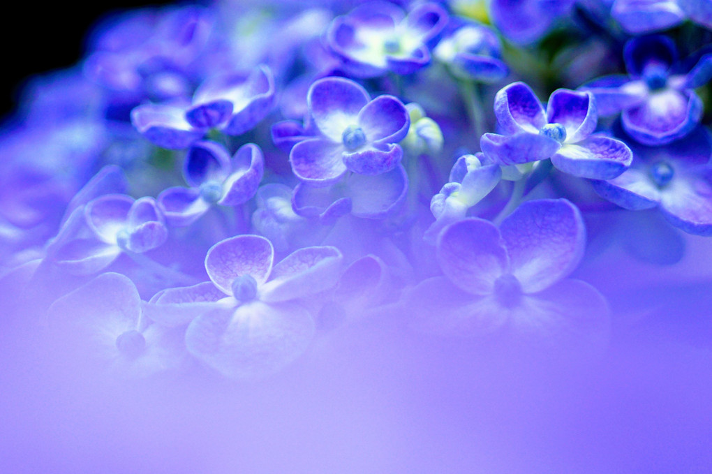 ふんわり紫陽花＠白山神社