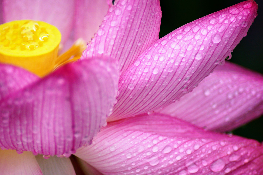 雨粒が輝く蓮の花びら＠不忍池