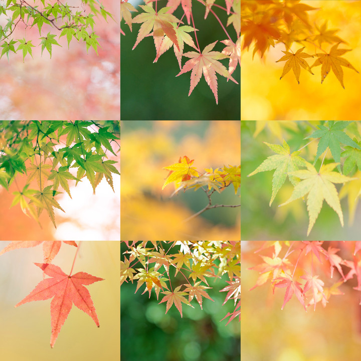 日本の色 秋の色