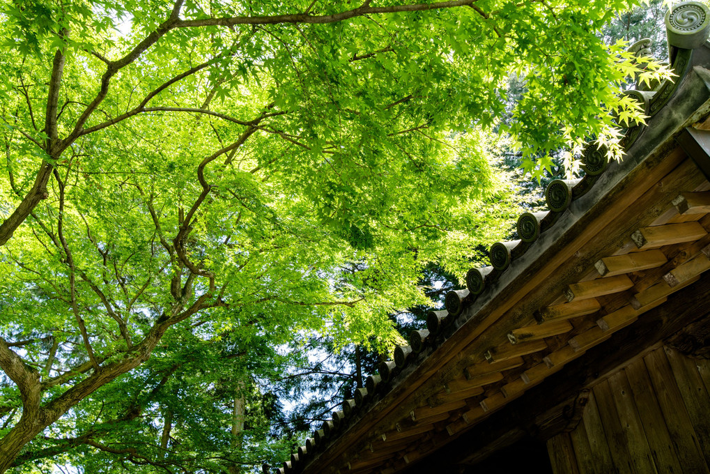 新緑の大興善寺