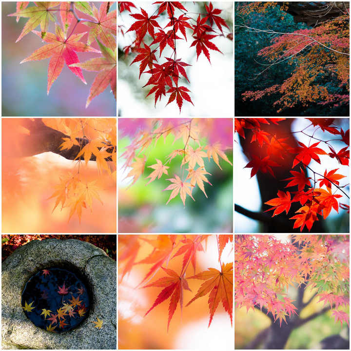 日本の色 秋の色 〜平成30年篇