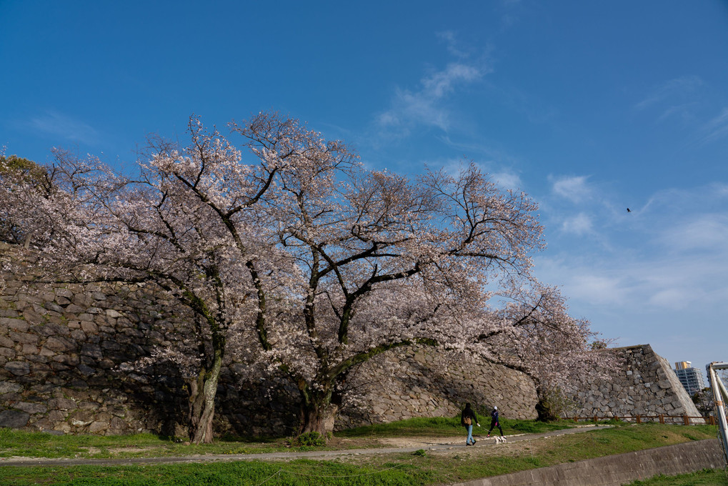 桜咲く春