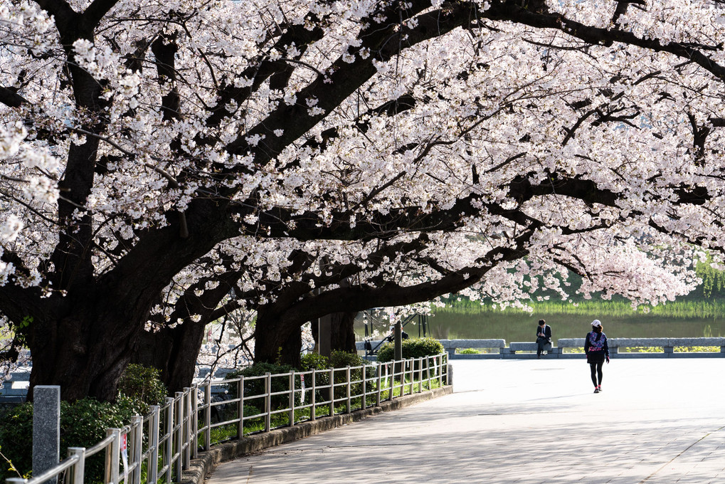 桜咲く春