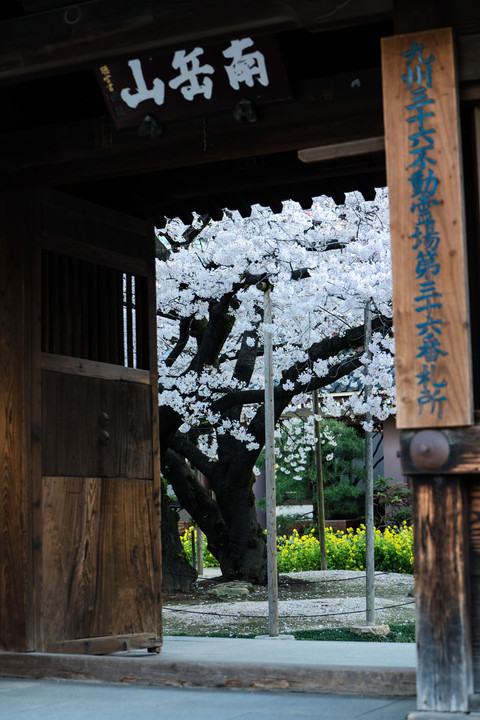 桜咲く春