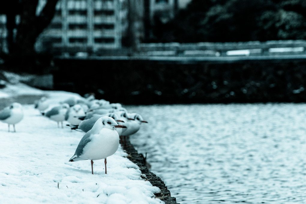 雪景色 福岡城跡