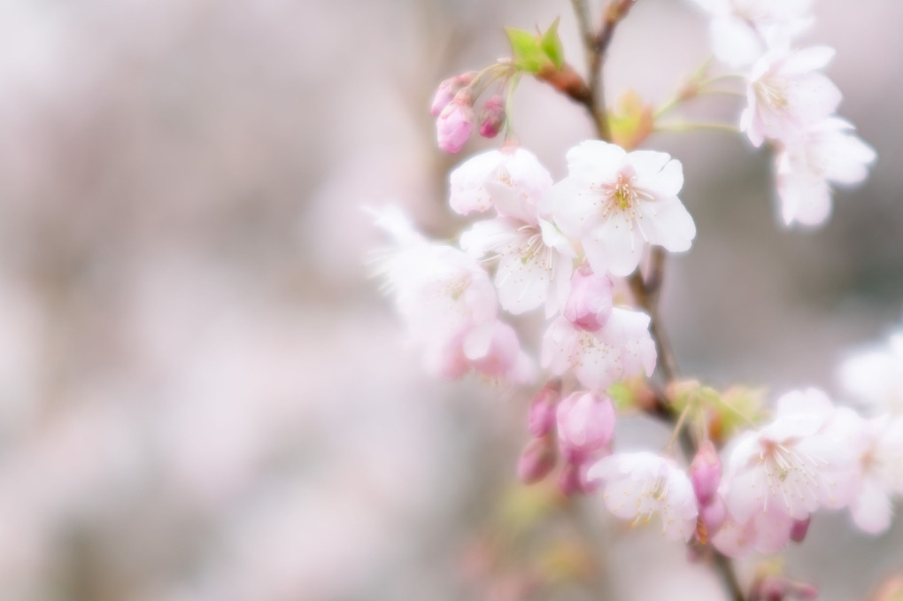 初御代桜 〜3レンズ描写比較