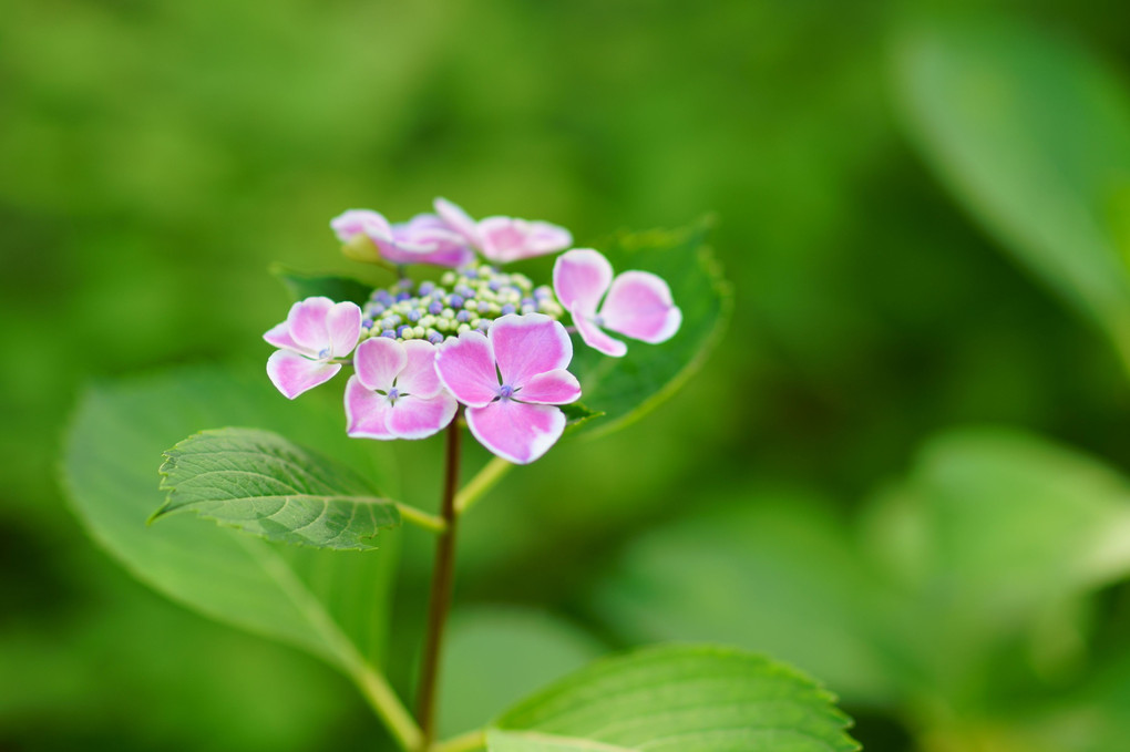 Hydrangea Garden