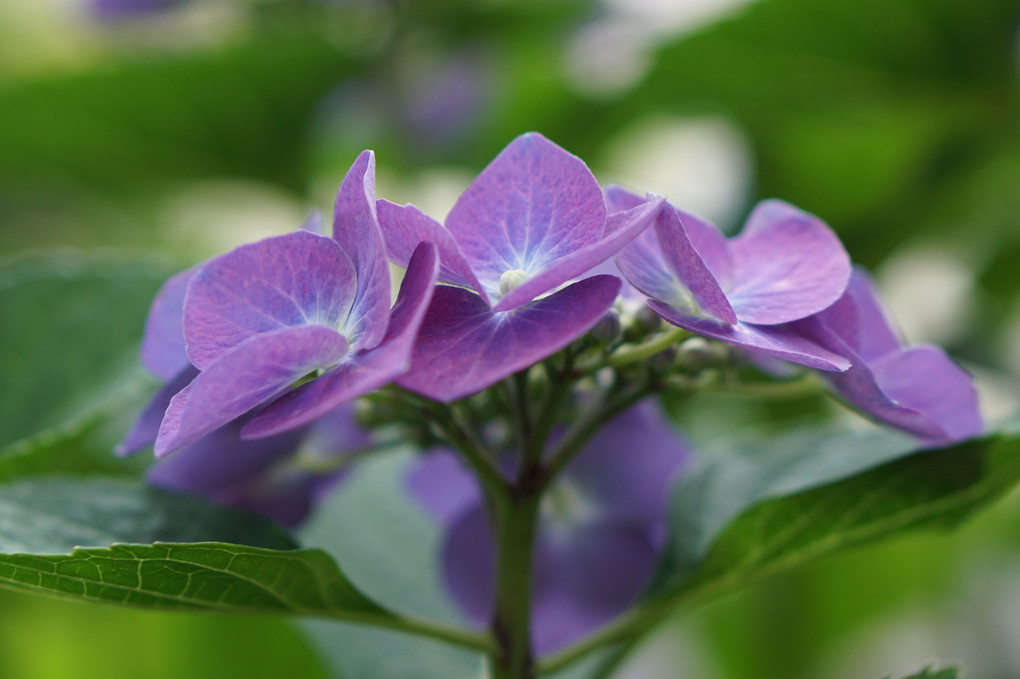  梅雨の花（華）アジサイ　！！