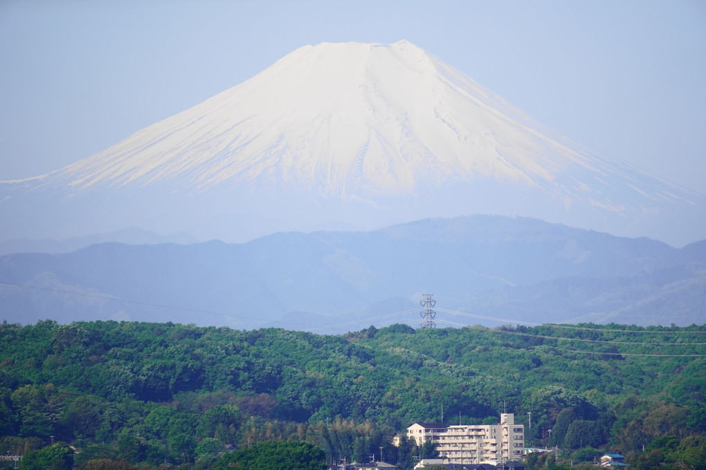 新緑に映える富士山！！