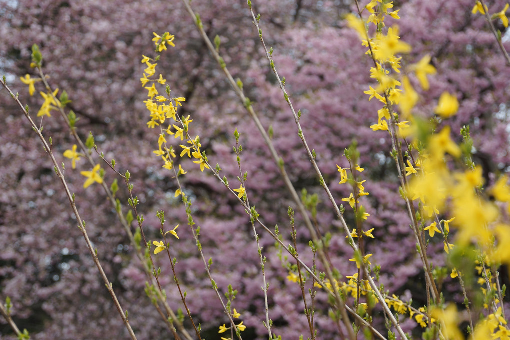 新宿御苑　桜