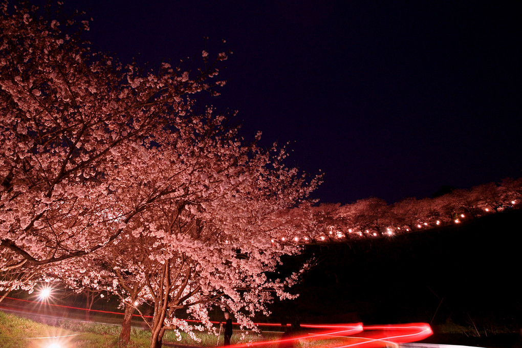 夕月神社夜桜