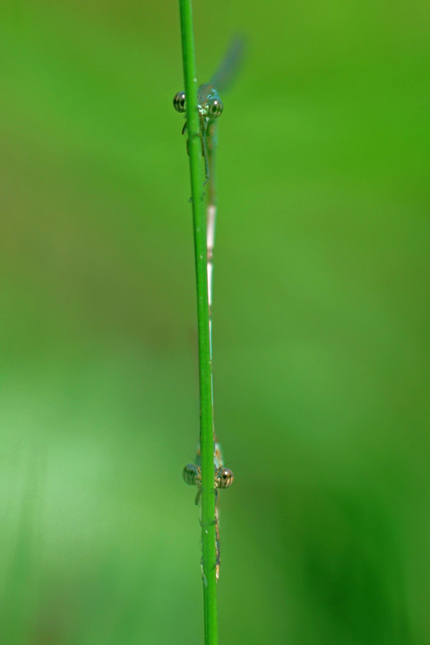 覗き見