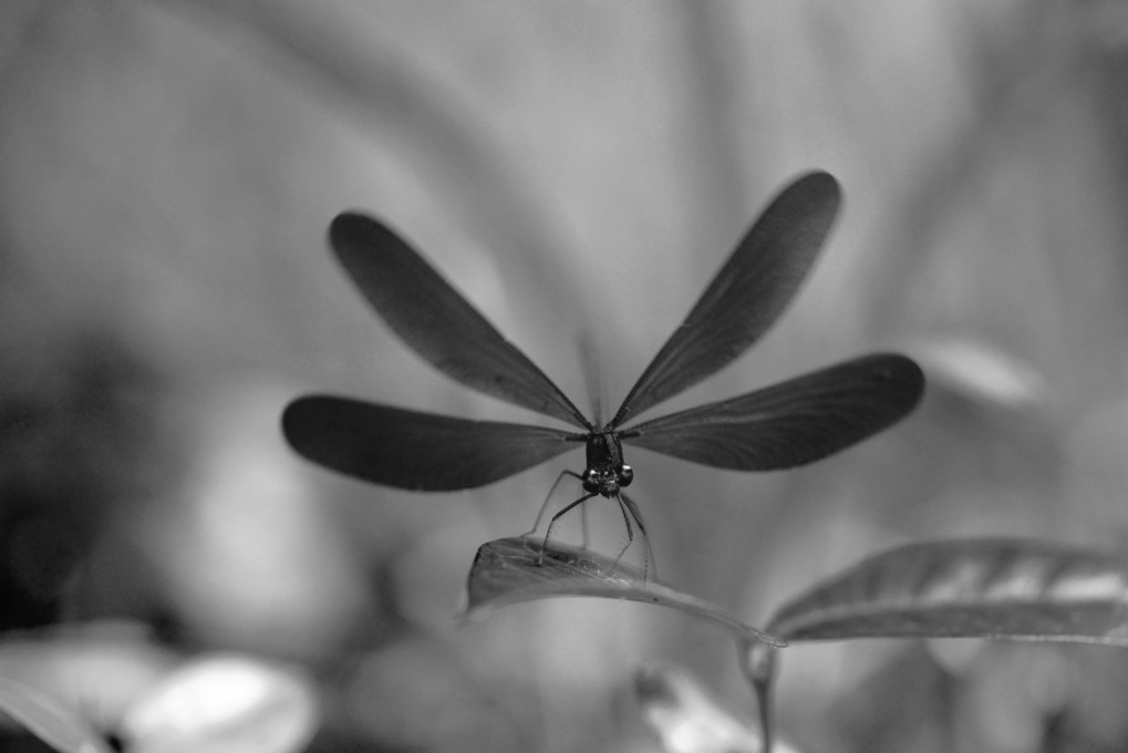 黒い神様蜻蛉