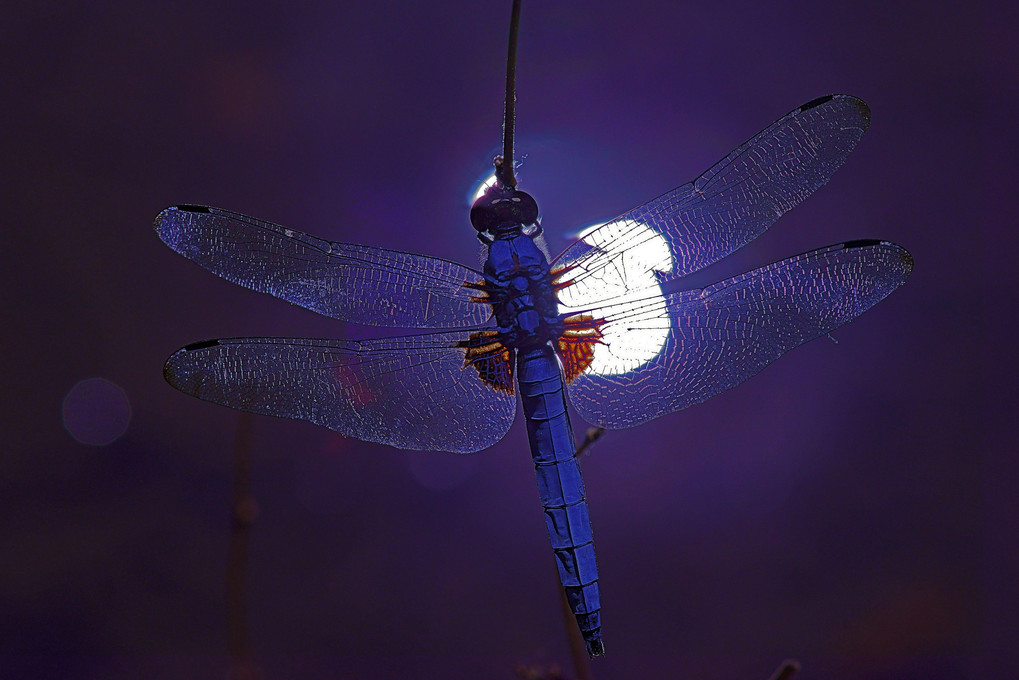 月夜の蜻蛉Ⅳ