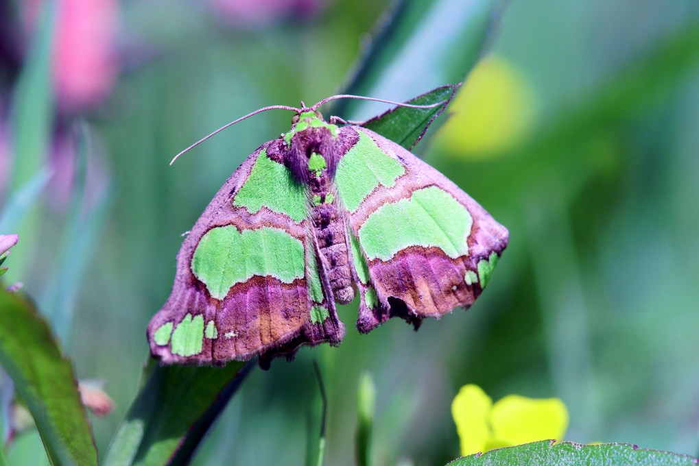 緑色の蛾