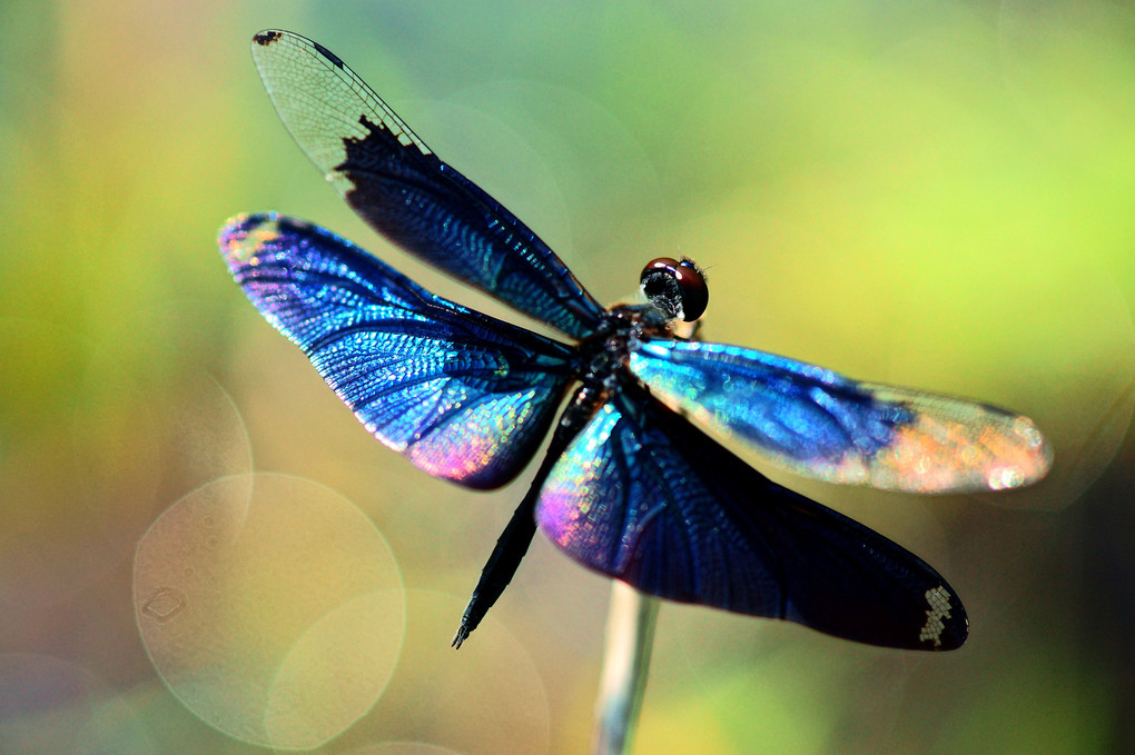 蝶蜻蛉の輝き
