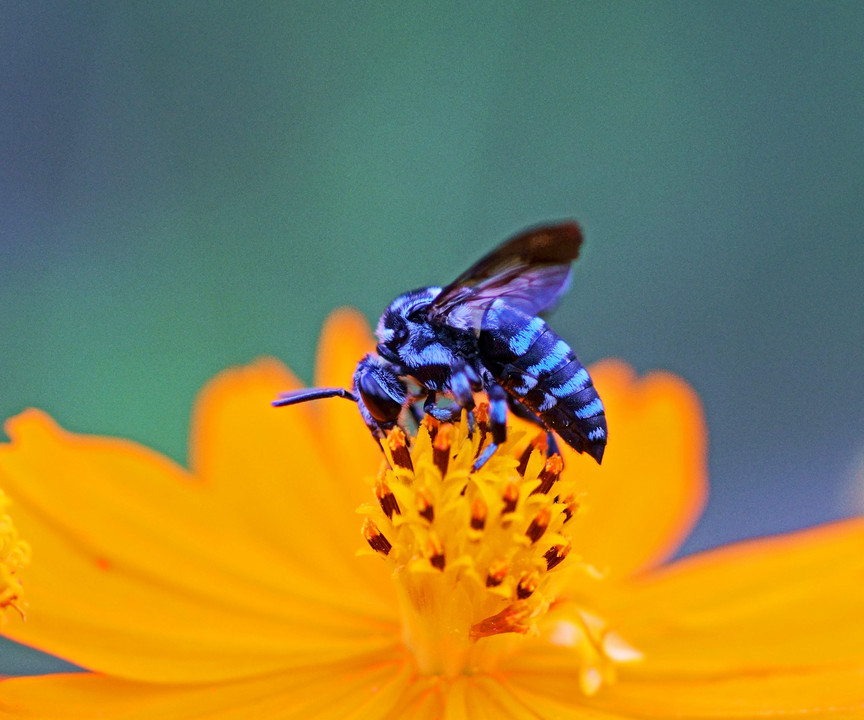 青い蜂