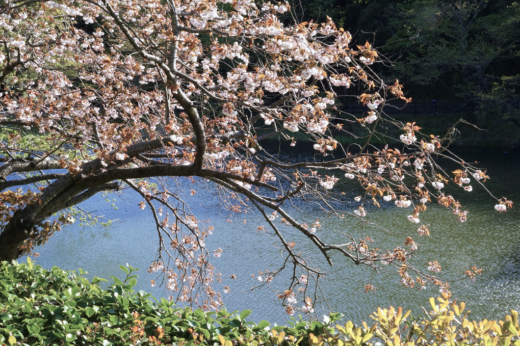 散る桜　八重桜