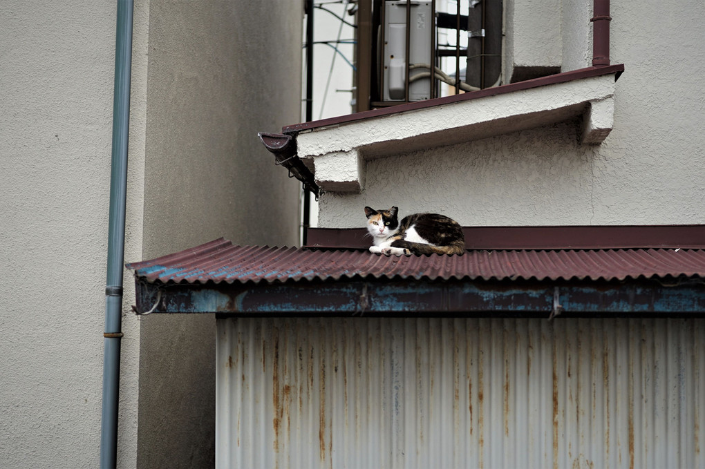 トタン屋根の上のネコ