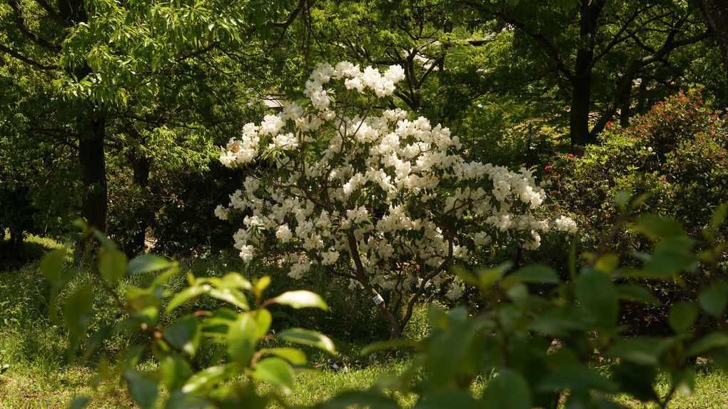 菖蒲かすみ草芍薬藤