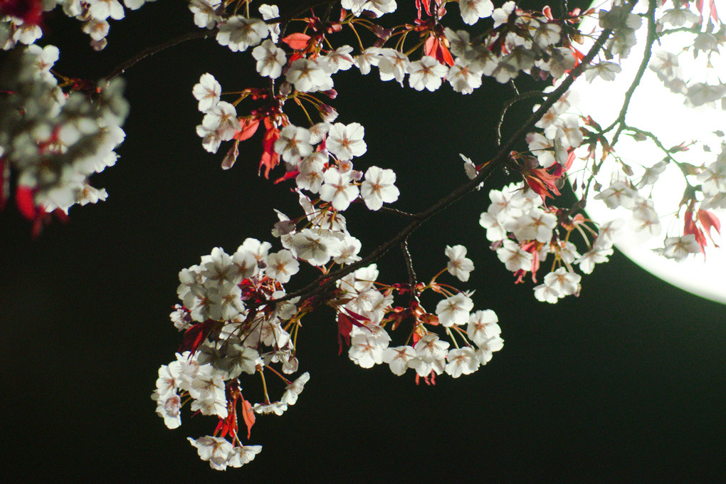 昔月夜に詠う桜