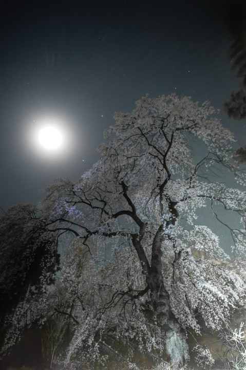 月光夜桜