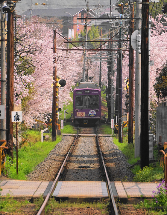 京都・嵐電の桜