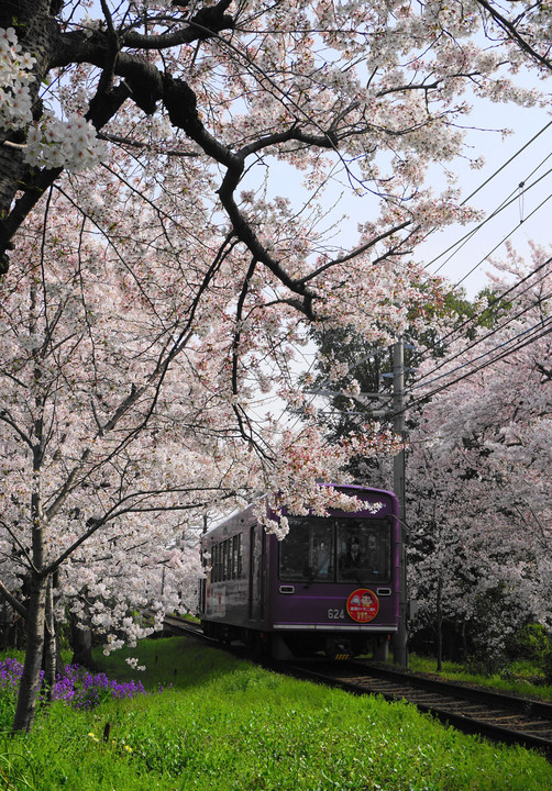 京都・嵐電の桜