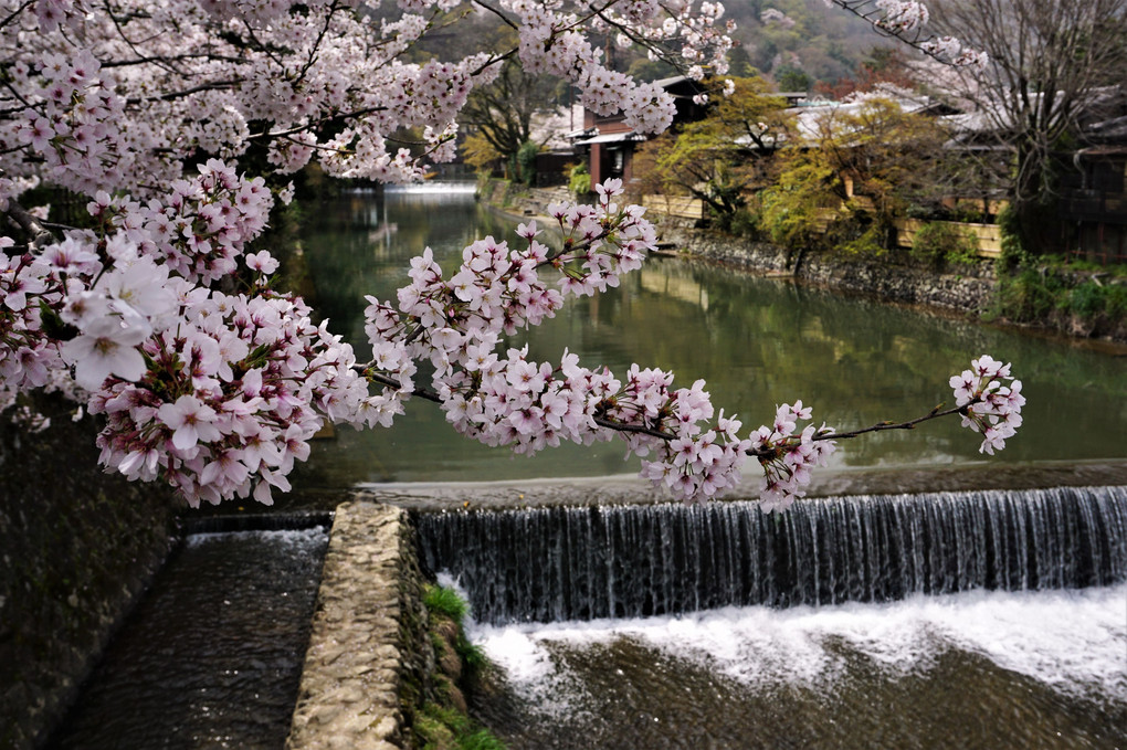 嵐山・渡月橋の桜