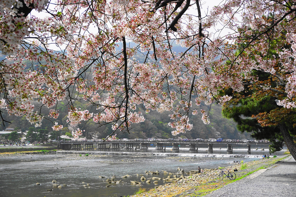 嵐山・渡月橋の桜