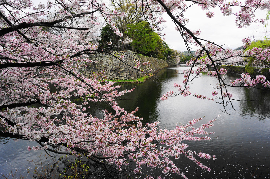 お堀の桜