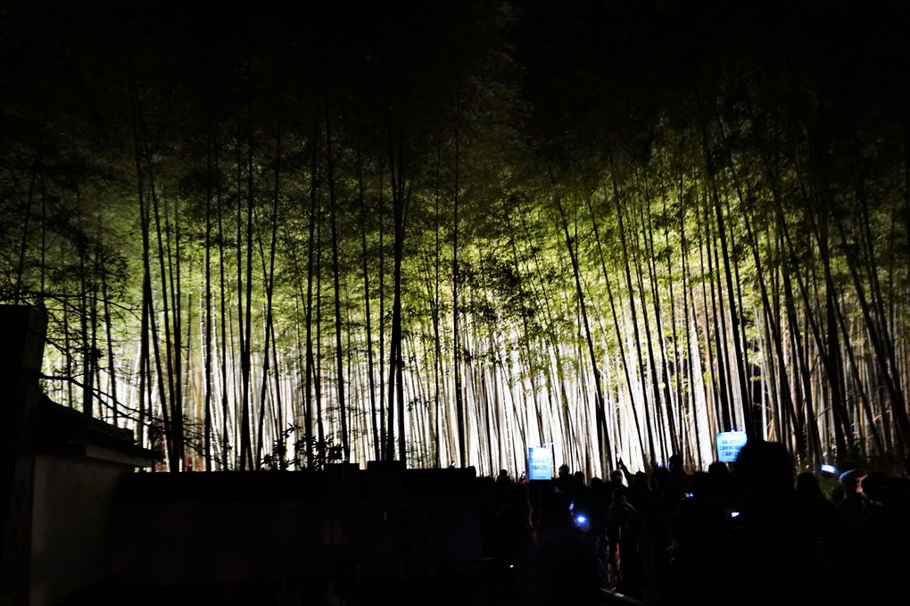 京都嵐山・最後のライトアップ