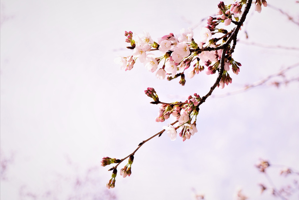 春が来た・桜が咲いた