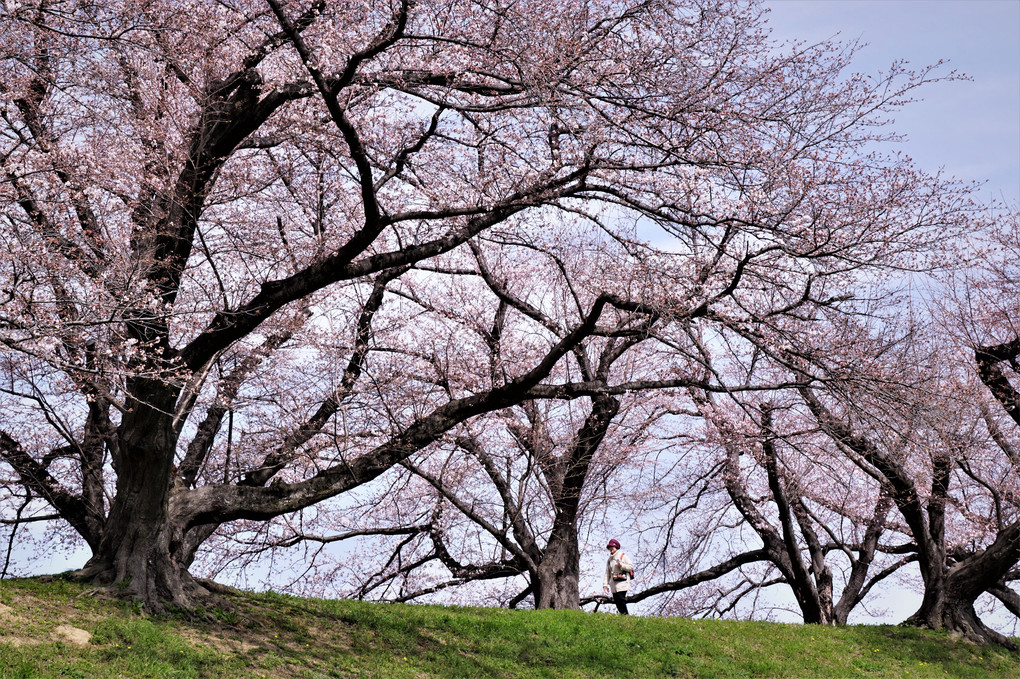 春が来た・桜が咲いた