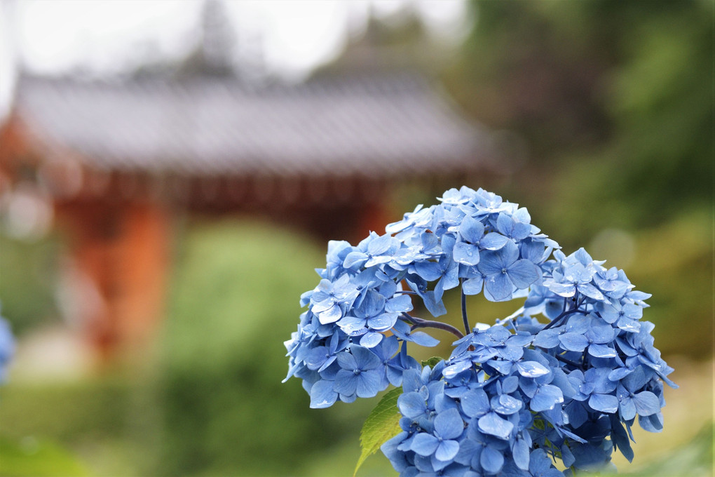京都。三室戸寺～藤森神社の紫陽花