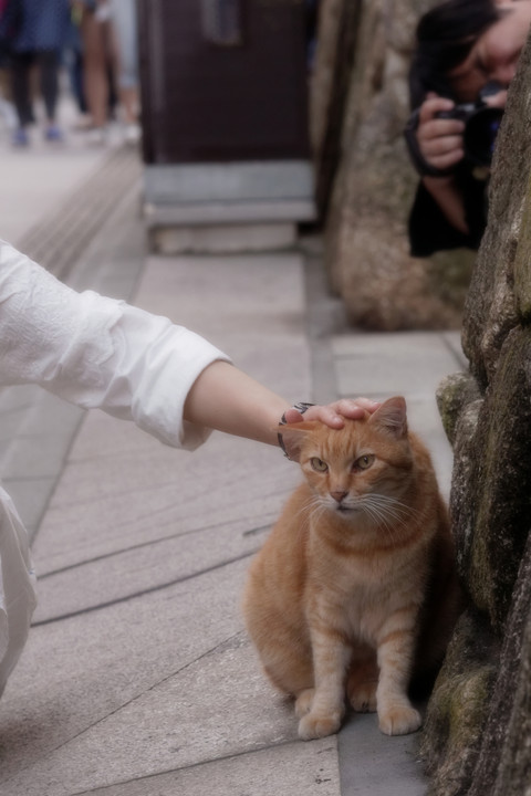 猫道（ねこどう）マスコットキャラ、モテる・・(=^ェ^=)