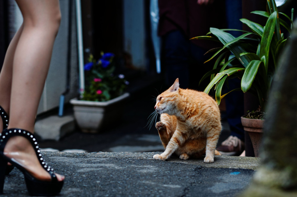 ボクが猫になりたいと思った瞬間（とき）