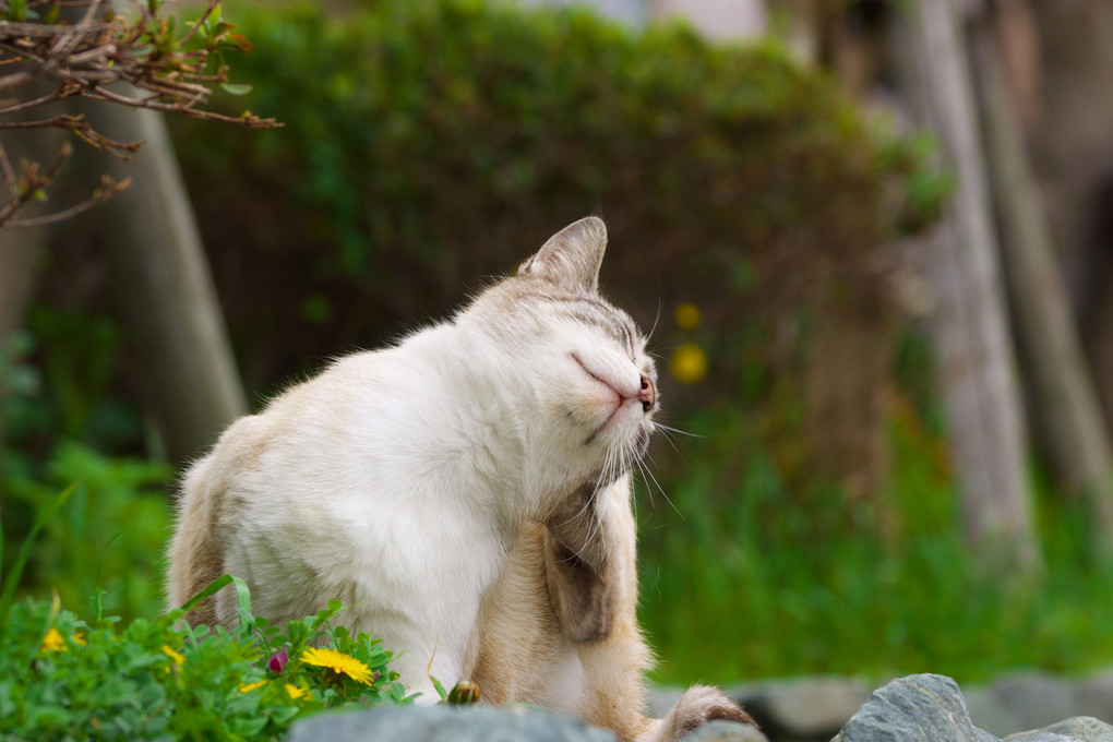 あ゛ーーー、ねこでよかった・・・　(=^・^=)