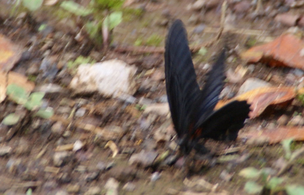飛ぶ黒蝶