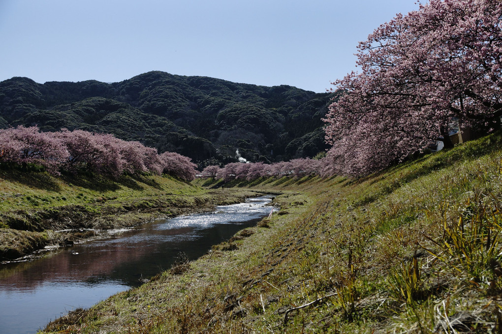 みなみの桜ｰ青野川