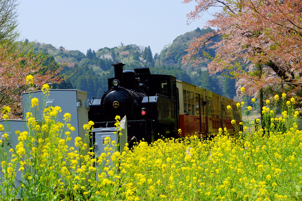桜と菜の花とトロッコ電車