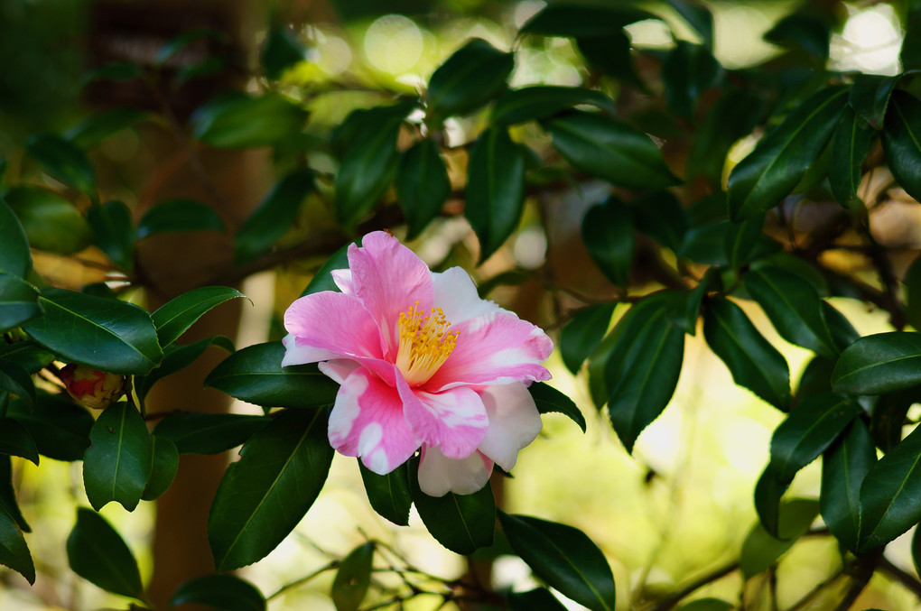 花を添える