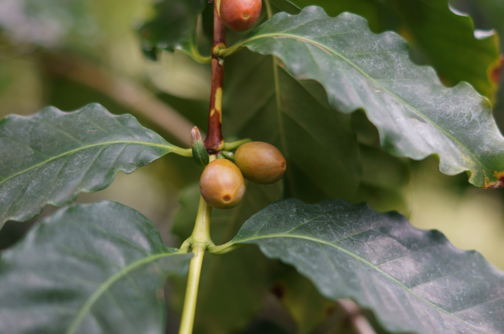 Coffea arabica　コーヒーの木