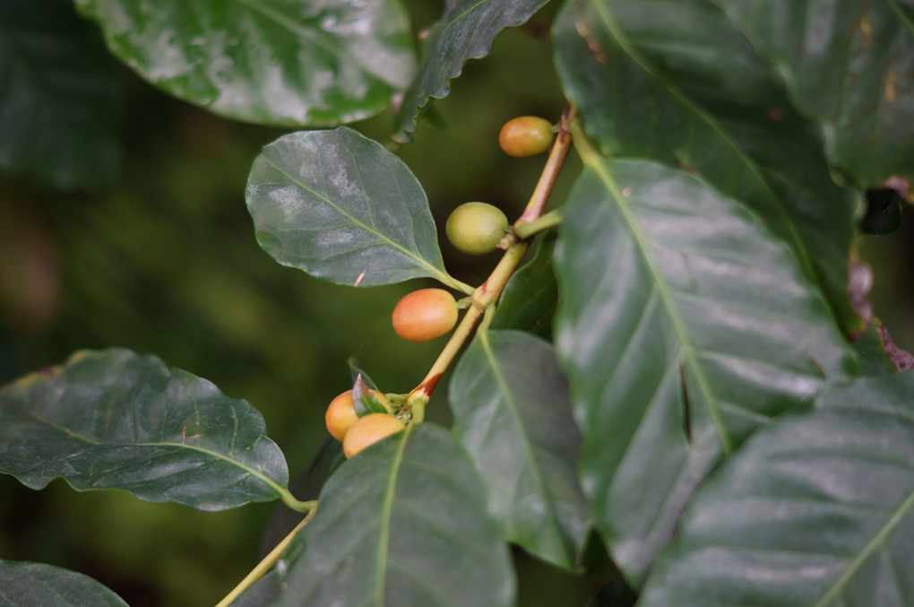 Coffea arabica　コーヒーの木