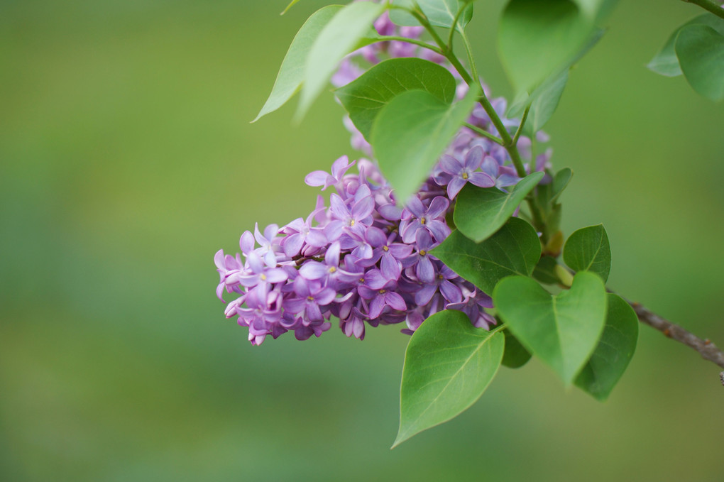 愛の芽生え