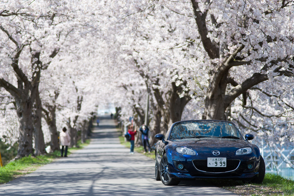 桜並木でオープンカーの写真を撮ると・・・