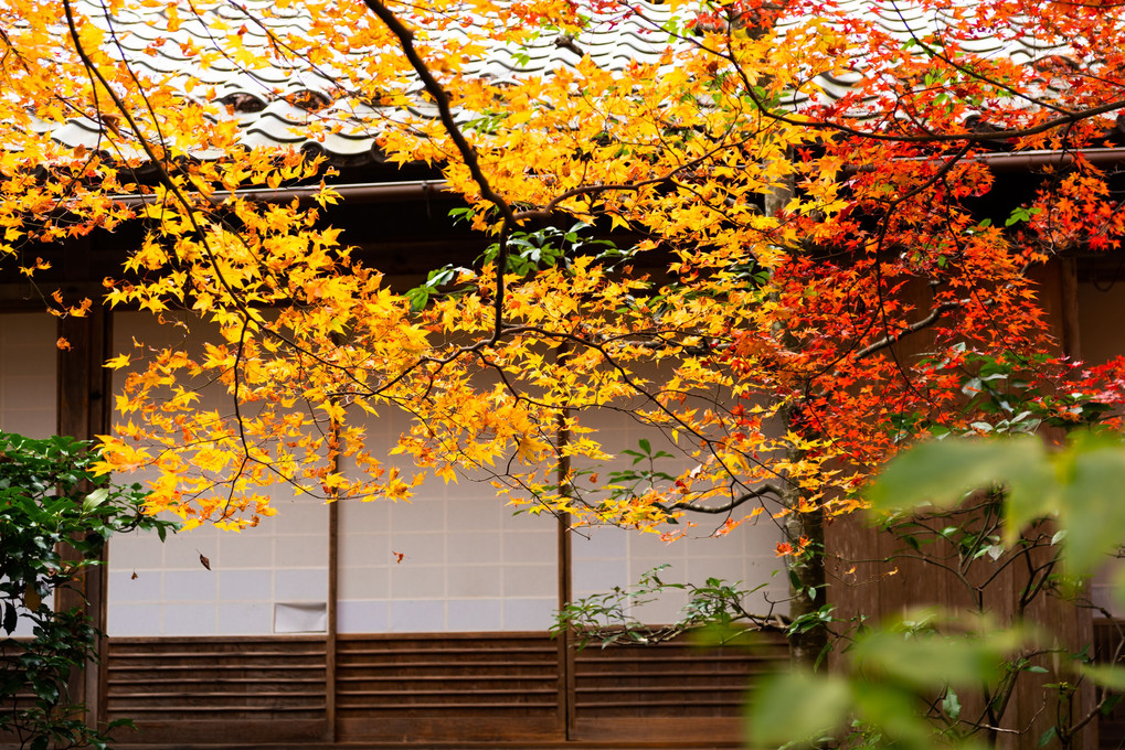 滋賀紅葉巡り②　百済寺